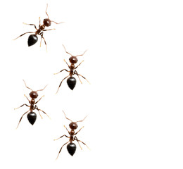 military detachment of ants on a white background. macro