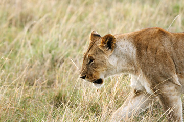 A beautiful lioness in the grassland