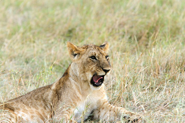 A grumbling lion cub in the grassland