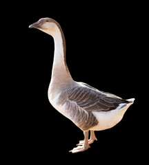 Goose on a black background
