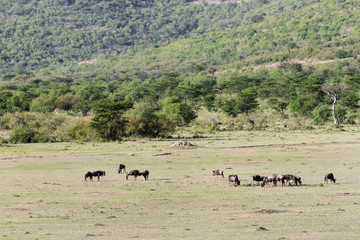 Naklejka na ściany i meble Zdecydowana sawanny Masai Mara i przyrody