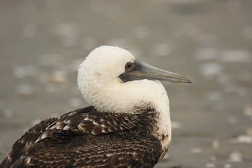 uccello marino