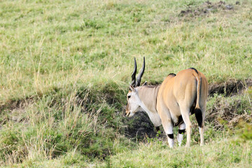 Giant Eland antelope moving away