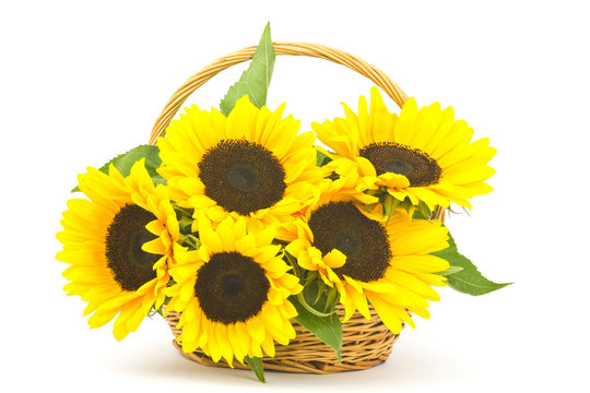 Beautiful sunflower bouquet in a basket (Helianthus)