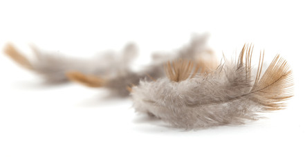 pigeon feather on white background