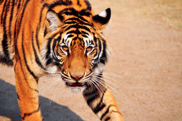 bengal tiger