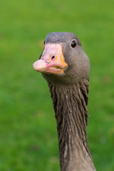 Greylag Goose