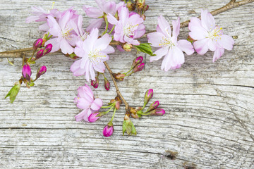 Spring blossom on rustic wooden plank