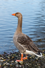 Greylag Goose