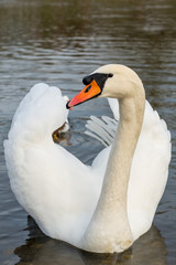 Mute Swan