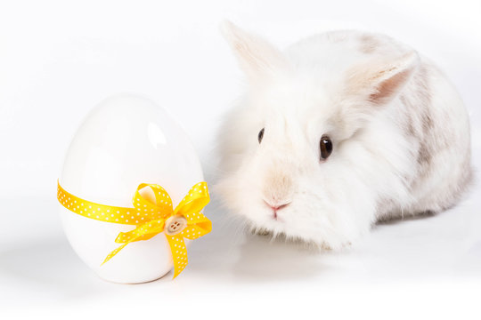 Weißes Kaninchen mit Osterei mit gelber Schlaufe