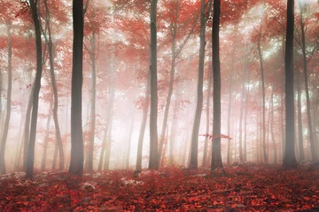  Fantasy forest © robsonphoto