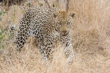 Foto op Canvas Beautiful large male leopard walking in nature © Alta Oosthuizen