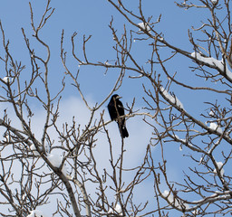 crow on a tree in winter