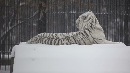 White tiger lying on the dais in the Novosibirsk Zoo.