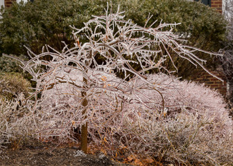 Ice covered branches start to melt to icicles