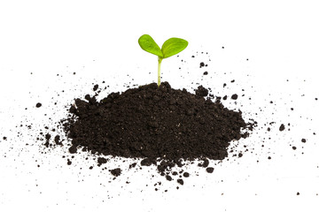 Heap dirt with a green plant sprout isolated