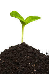 Heap dirt with a green plant sprout isolated