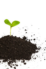 Heap dirt with a green plant sprout isolated