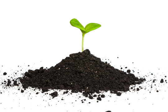 Heap Dirt With A Green Plant Sprout Isolated