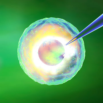 Ovulo, fecondazione assistita