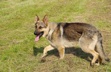 Alsatian dog standing