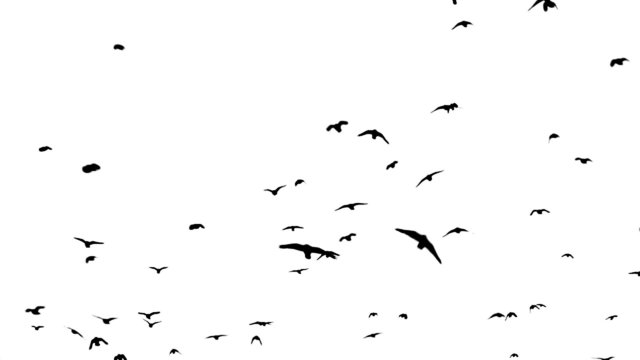 A flock of crows flying over head