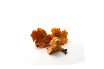 Chanterelles