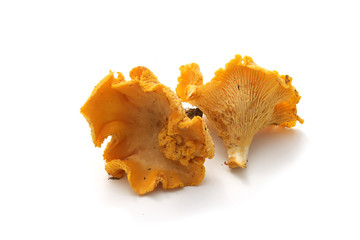 Chanterelles