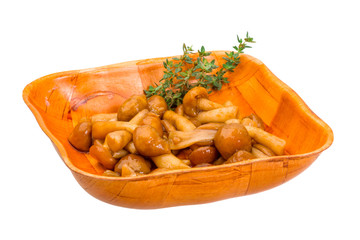 Armillaria