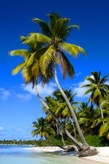 Exotic  palms on sandy Caribbean beach in Dominicana