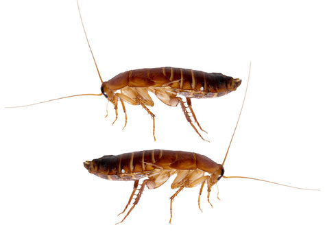 redhead cockroach on white background. macro