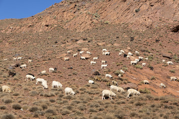 Schafe und Ziegen in Marokko, Nordafrika