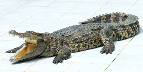 Alligator