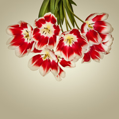 Beautiful red tulips flowers bouquet