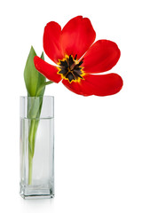 Beautiful red tulips flowers bouquet in vase 