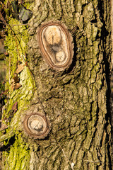 Corteccia e nodi d'albero