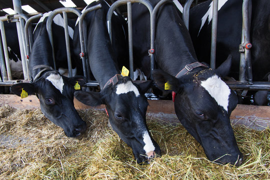Cows on Farm