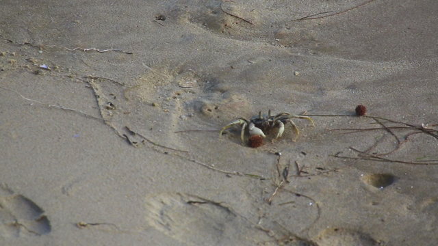 Walking beach sandy crab (Ocypode)
