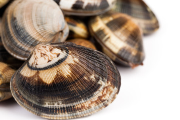 Closeup Of Raw Clams