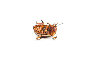 colorado potato beetles