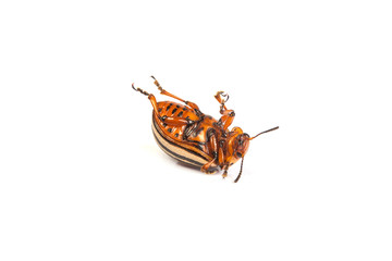 colorado potato beetles