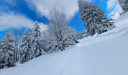 snowy winter landscape in black forest 7