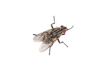 Fly isolated on white. Macro shot of a housefly,