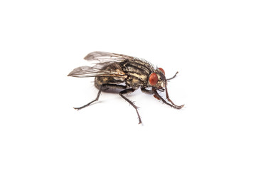 Fly isolated on white. Macro shot of a housefly,