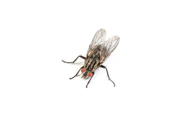 Fly isolated on white. Macro shot of a housefly,
