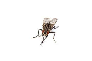 Fly isolated on white. Macro shot of a housefly,