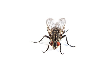 Fly isolated on white. Macro shot of a housefly,