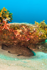 Fototapeta premium Sea of cortez grouper