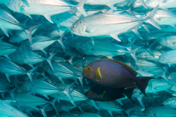 Trevally baitball © leonardogonzalez